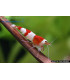 Gambas de acuario Crystal Red S