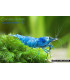 Gambas de acuario Blue Bolt