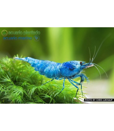 Lote Gamba Blue Bolt | Gambas Caridinas para acuario | Acuario Plantado