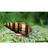 Caracoles acuario anentome helena