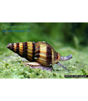 Caracoles acuario anentome helena