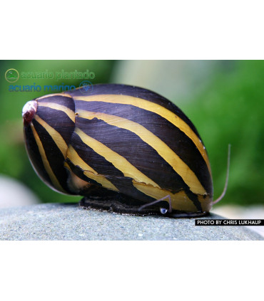 Caracoles acuario comealgas neritina natalensis