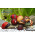 Caracol Neritina Picasso