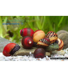 Caracol Neritina Picasso