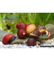 Caracol Neritina Picasso