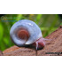 Caracoles acuario planorbis