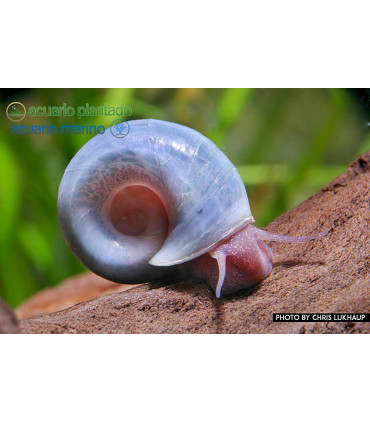 Caracoles acuario planorbis
