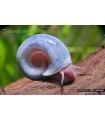 Caracol Planorbis Azulado