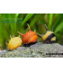 Caracoles acuario neritina cornuda