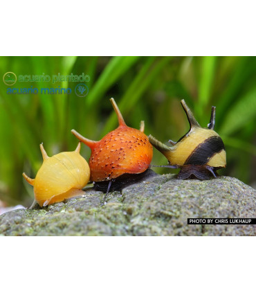 Caracoles acuario neritina cornuda