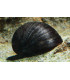 Caracoles acuario neritina