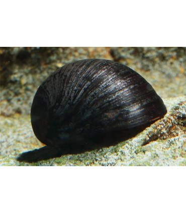 Caracoles acuario neritina