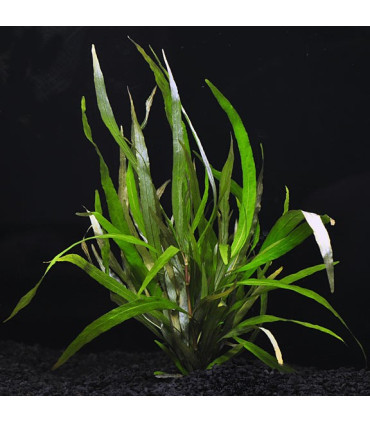 Corymbosa Angustifolia | Plantas de acuario| Acuario Plantado