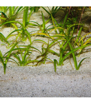 JBL Sansibar River | Acuario Plantado