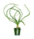Plantas de acuario Crinum calamistratum