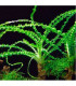 Plantas de acuario Crinum calamistratum