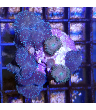 Coral Discosoma | Acuario Marino