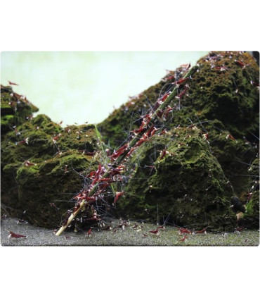 Alimento gambas acuario glasgarten