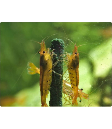 Alimento gambas acuario glasgarten