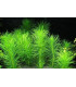 Plantas de acuario Pogostemon Erectus