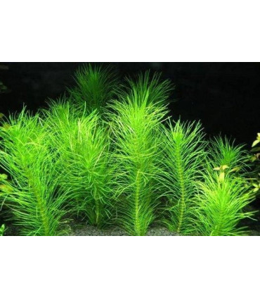 Plantas de acuario Pogostemon Erectus