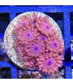 Goniopora Pandoraensis