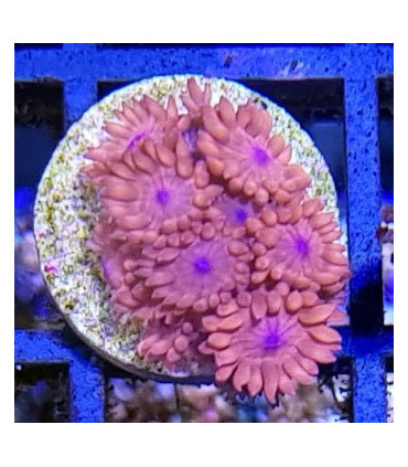 Coral Goniopora | Acuario Marino