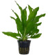 Plantas de acuario Echinodorus major