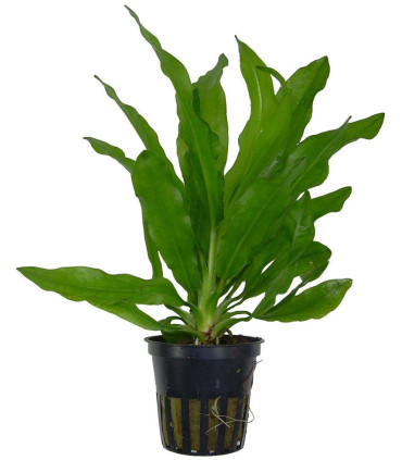 Plantas de acuario Echinodorus major