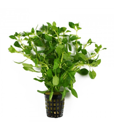 Ludwigia Palustris Green | Plantas de acuario| Acuario Plantado