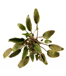 Cryptocoryne Walkeri