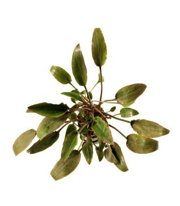 Cryptocoryne Walkeri | Plantas de acuario| Acuario Plantado