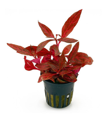 Alternanthera Rosanervig | Plantas de acuario| Acuario Plantado