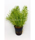 Plantas de acuario Pogostemon Erectus