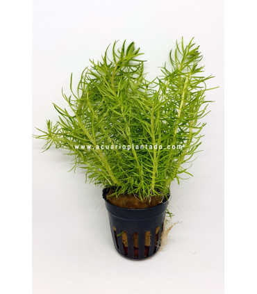 Plantas de acuario Pogostemon Erectus