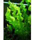 Plantas de acuario Aponogeton ulvaceus