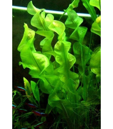 Plantas de acuario Aponogeton ulvaceus
