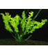 Plantas de acuario Aponogeton ulvaceus