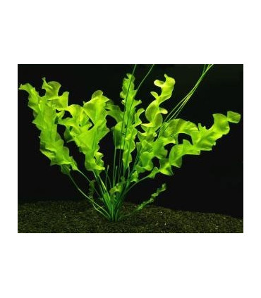 Plantas de acuario Aponogeton ulvaceus