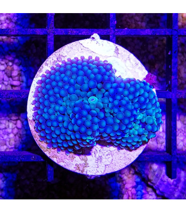 Ricordea Florida | Acuario Marino