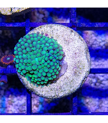 Ricordea Florida | Acuario Marino