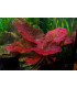 Plantas de acuario Tiger Lotus Red