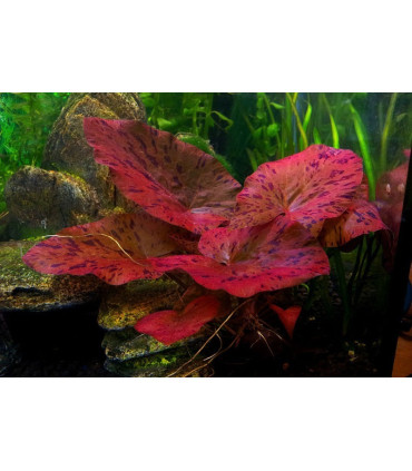 Plantas de acuario Tiger Lotus Red