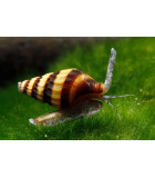 CARACÓIS DE AQUÁRIO