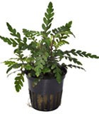 PLANTAS DE ACUARIO DE AGUA DULCE