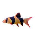 PECES DE ACUARIO DE AGUA DULCE