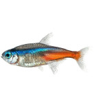 PECES TETRA