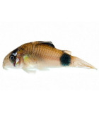 PECES CORYDORAS