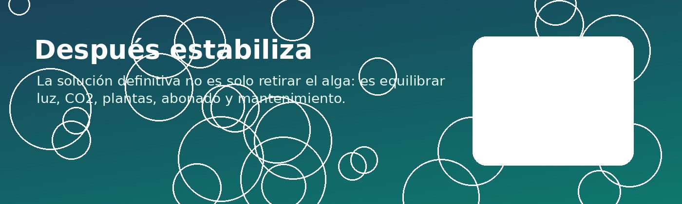 Cómo prevenir algas en acuarios plantados equilibrando luz CO2 y abonado