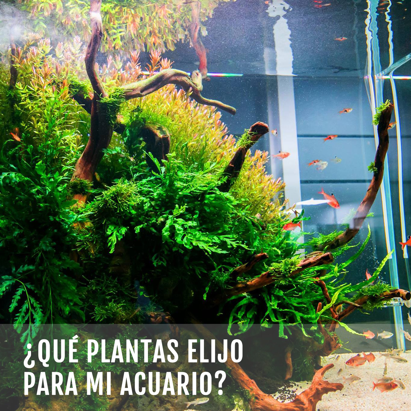 PLANTAS